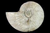 Silver Iridescent Ammonite (Cleoniceras) Fossil - Madagascar #157163-1